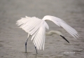 Reddish-Egret;Egret;White-Morph;Florida;Egretta-rufescens;Feeding-Behavior;Forag